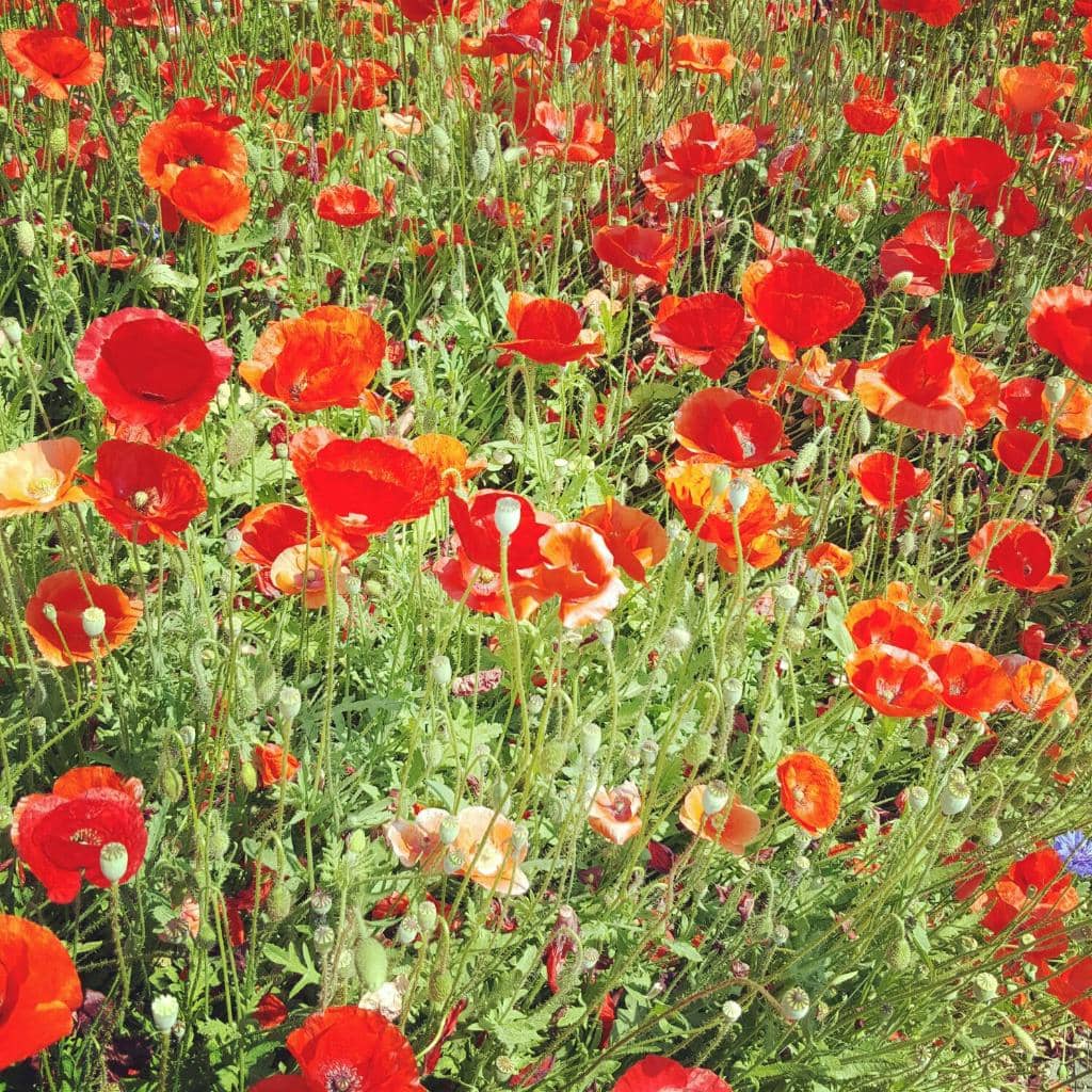 Cherry Blossom Spectacle