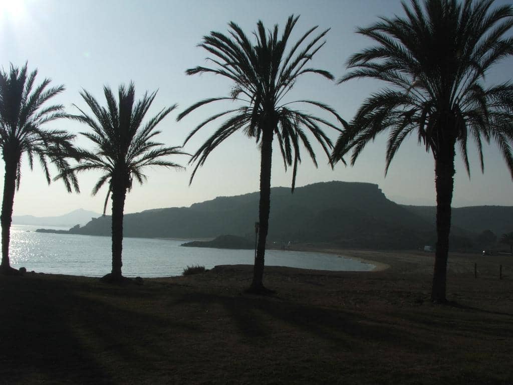Palm Tree Oasis