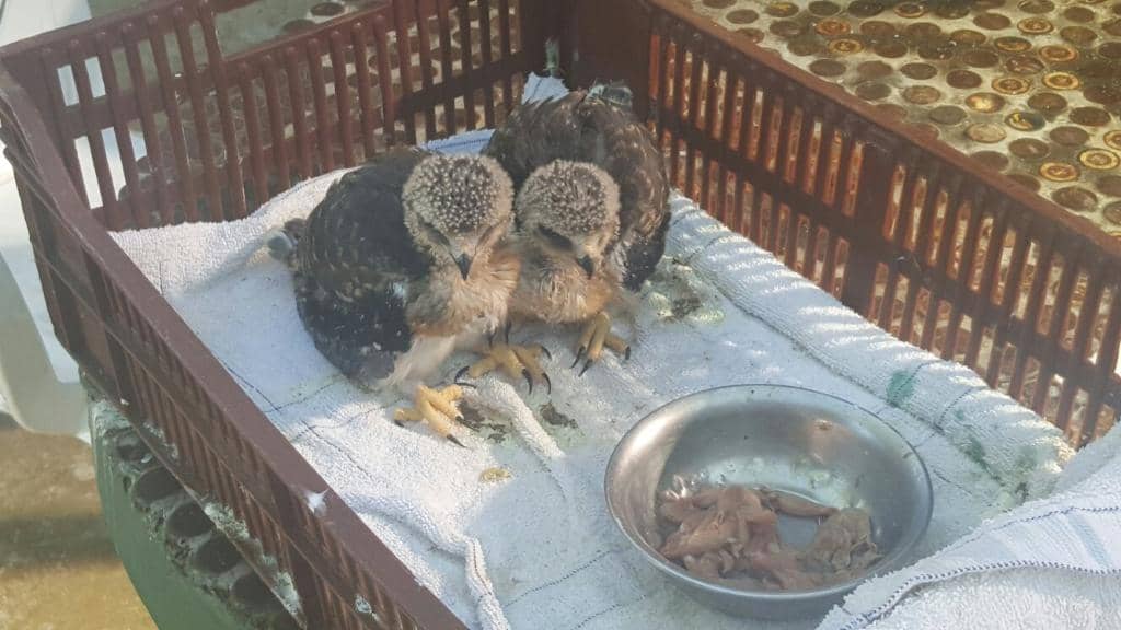 Bird Enclosures & Wildlife