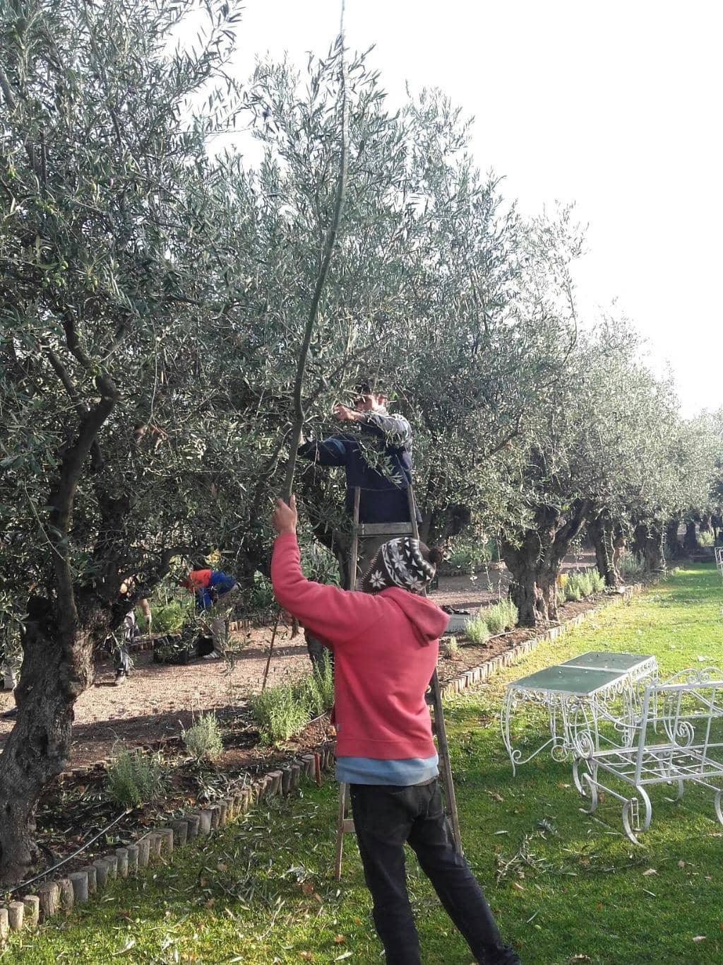 Gourmet Vineyard Lunches