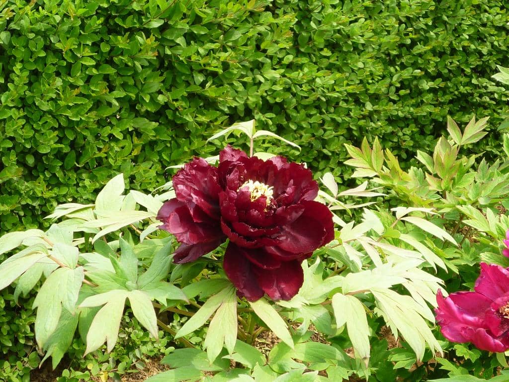 The Majestic Peony Blooms