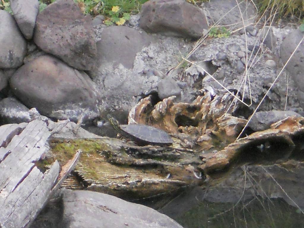 Playground Adventures