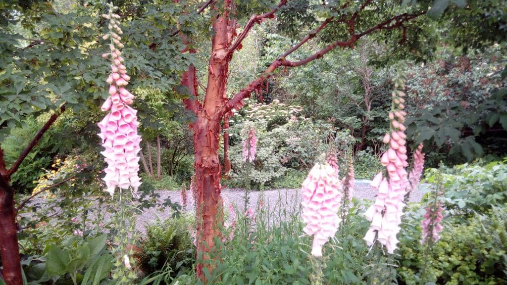 Japanese Garden