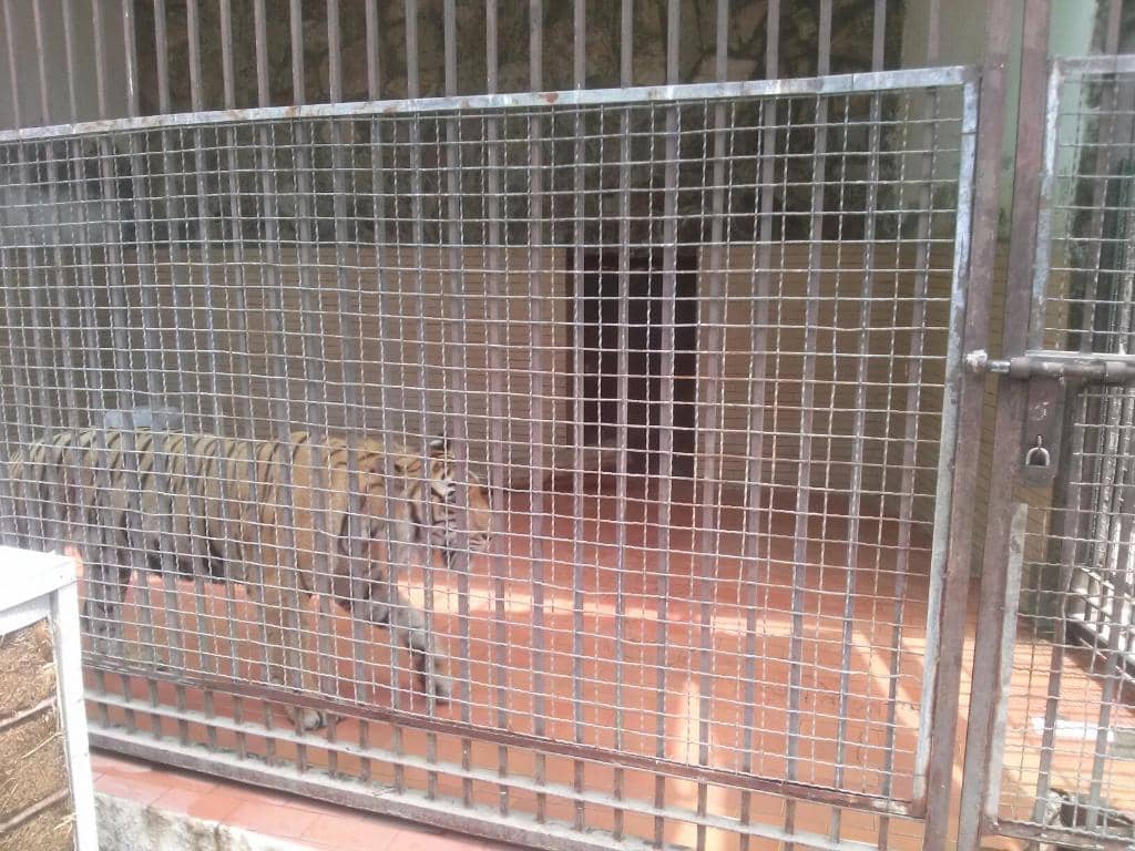 Lion House