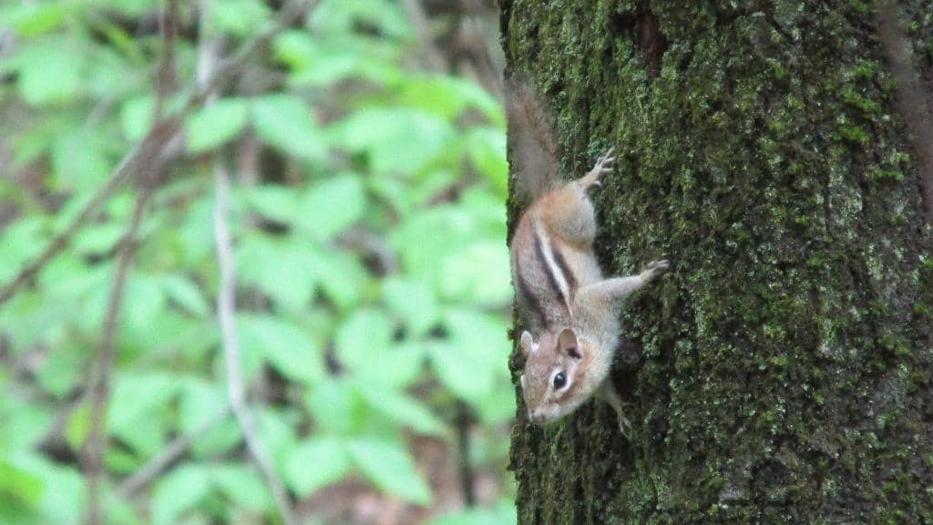 Scenic Hiking Trails