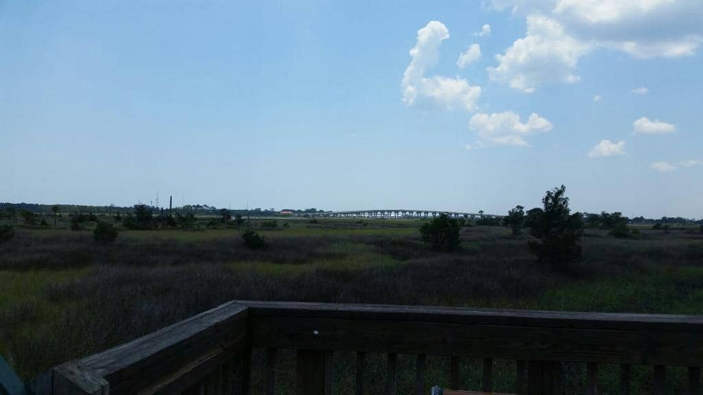 Wildlife Observation