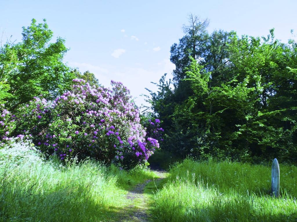 Open Meadows
