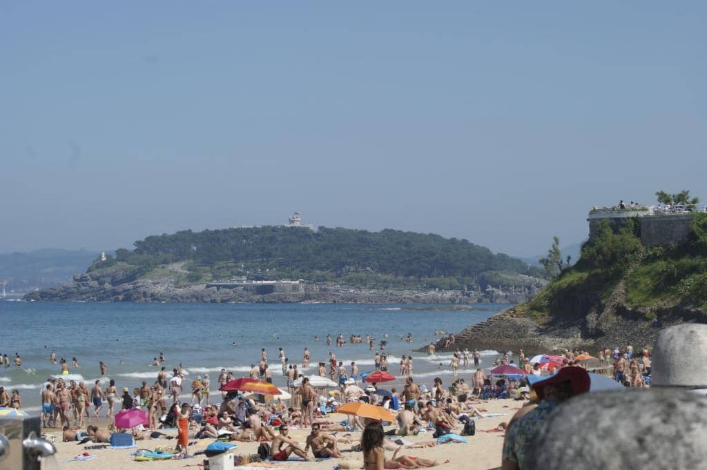 Lush Greenery and Palm Trees