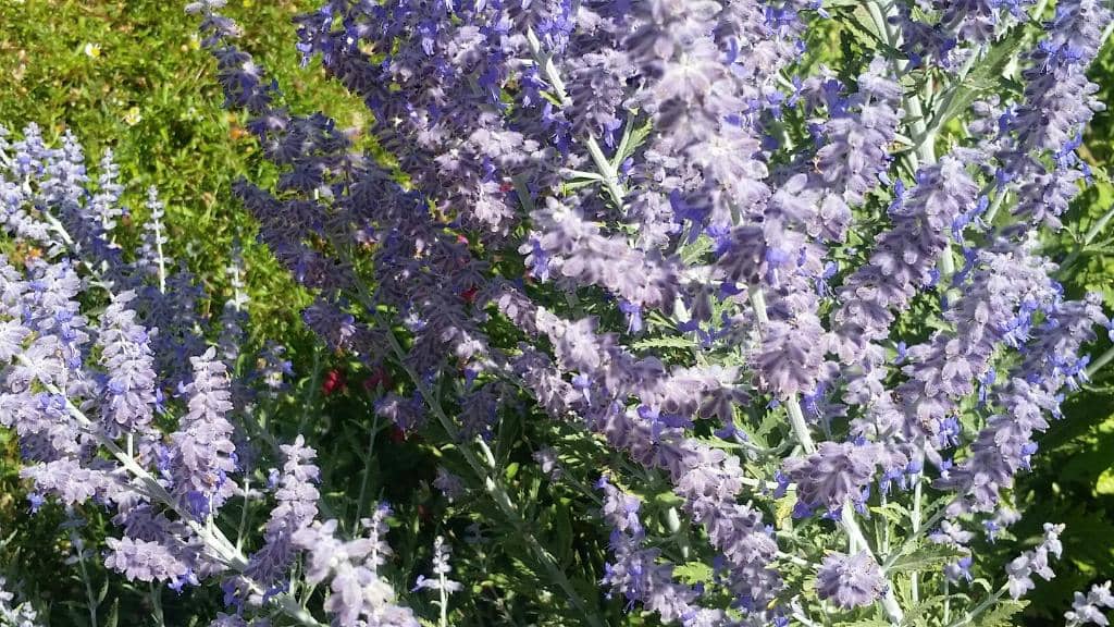 Observing Bee Behavior