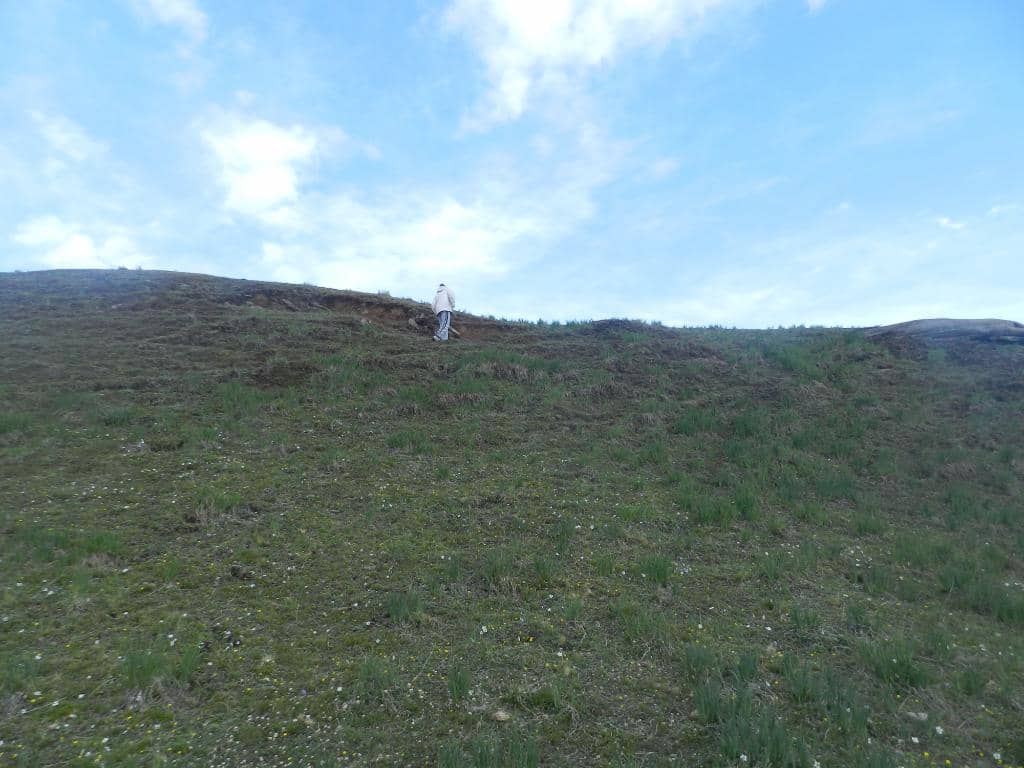Vibrant Wildflower Fields