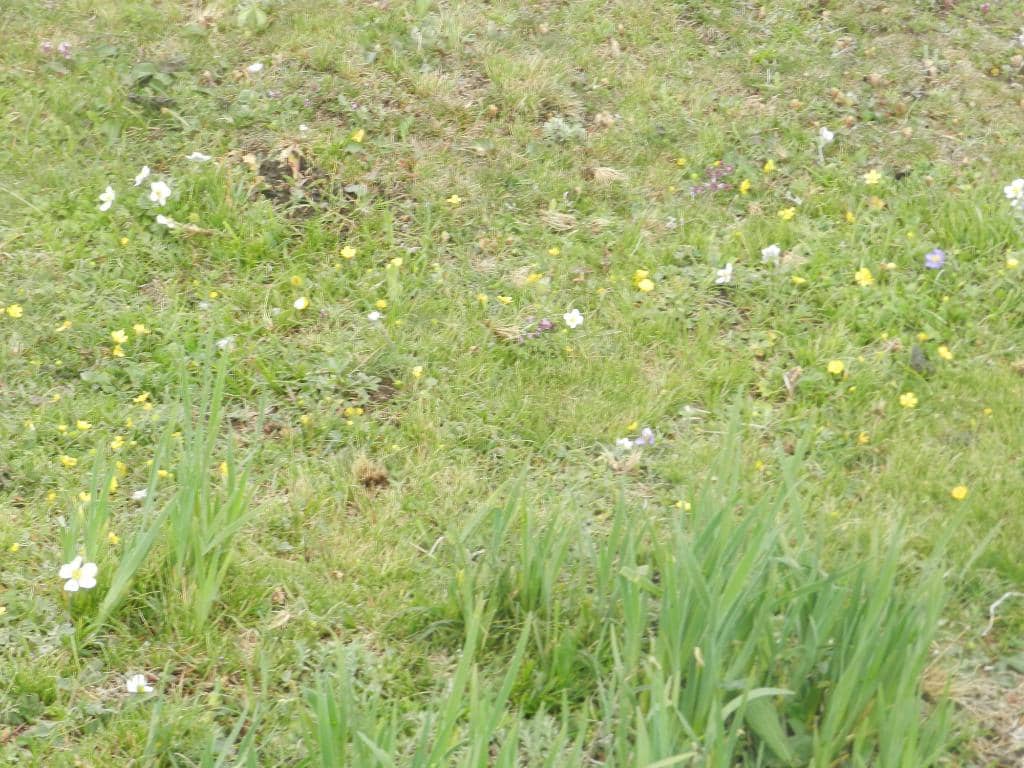Panoramic Himalayan Views