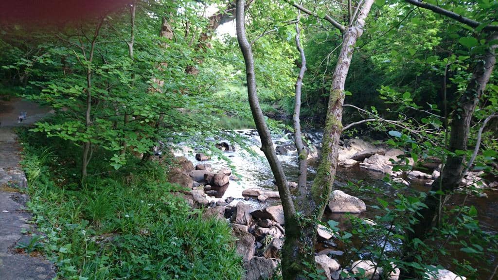 Floral and Fauna Displays