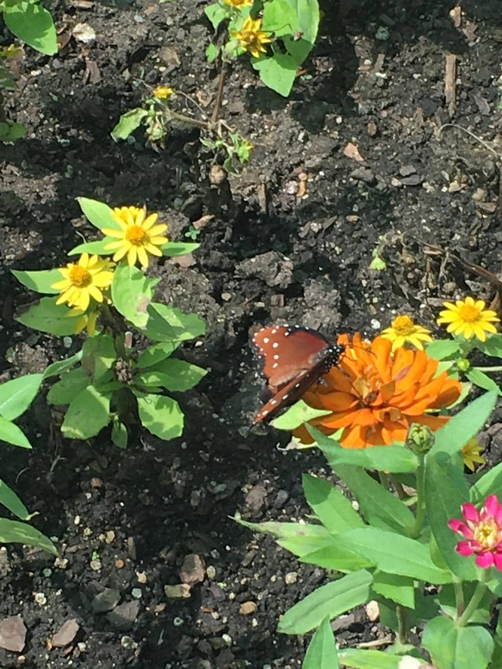 Splash Pad & Water Play
