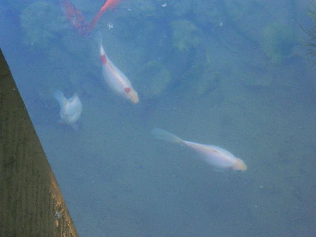Lily Pond