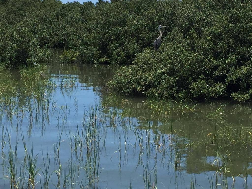 Boardwalk Through the Mangroves