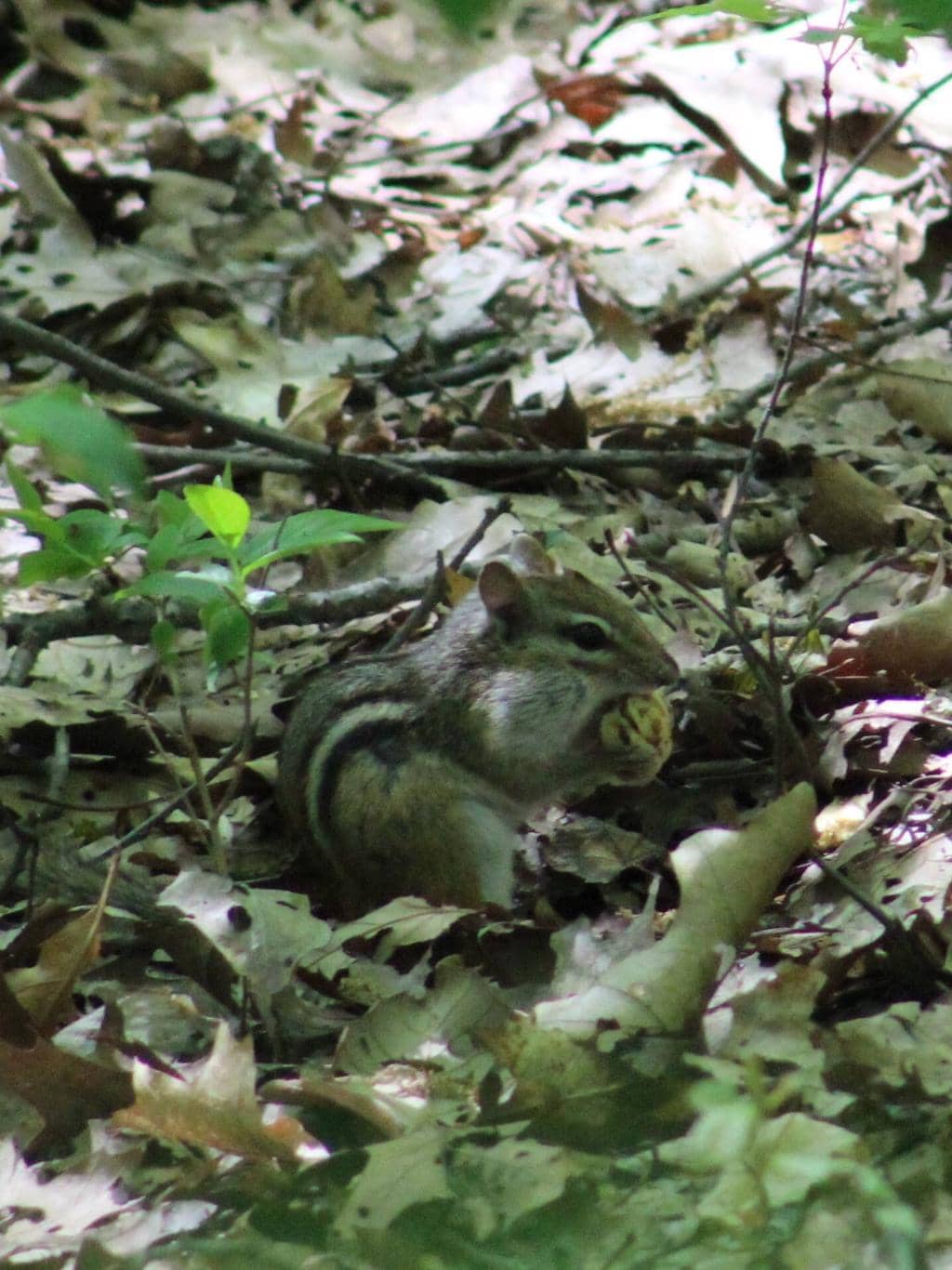 Chelmsford Scenic Stretch