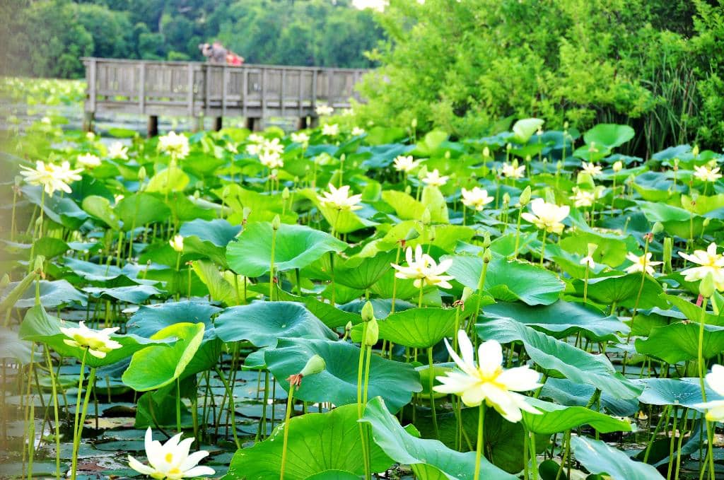 Shaded Trails and Boardwalks