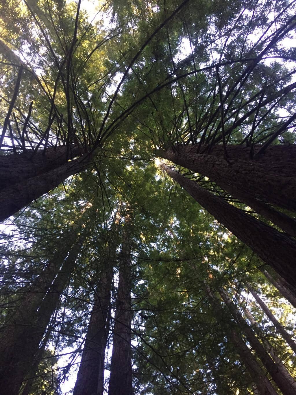 Vertical photo
