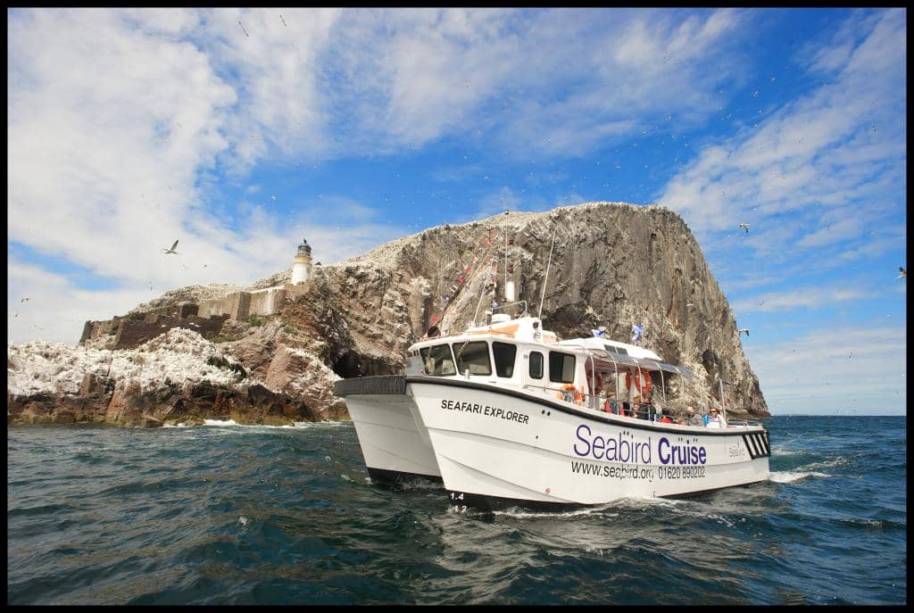Three Islands Seabird Seafari