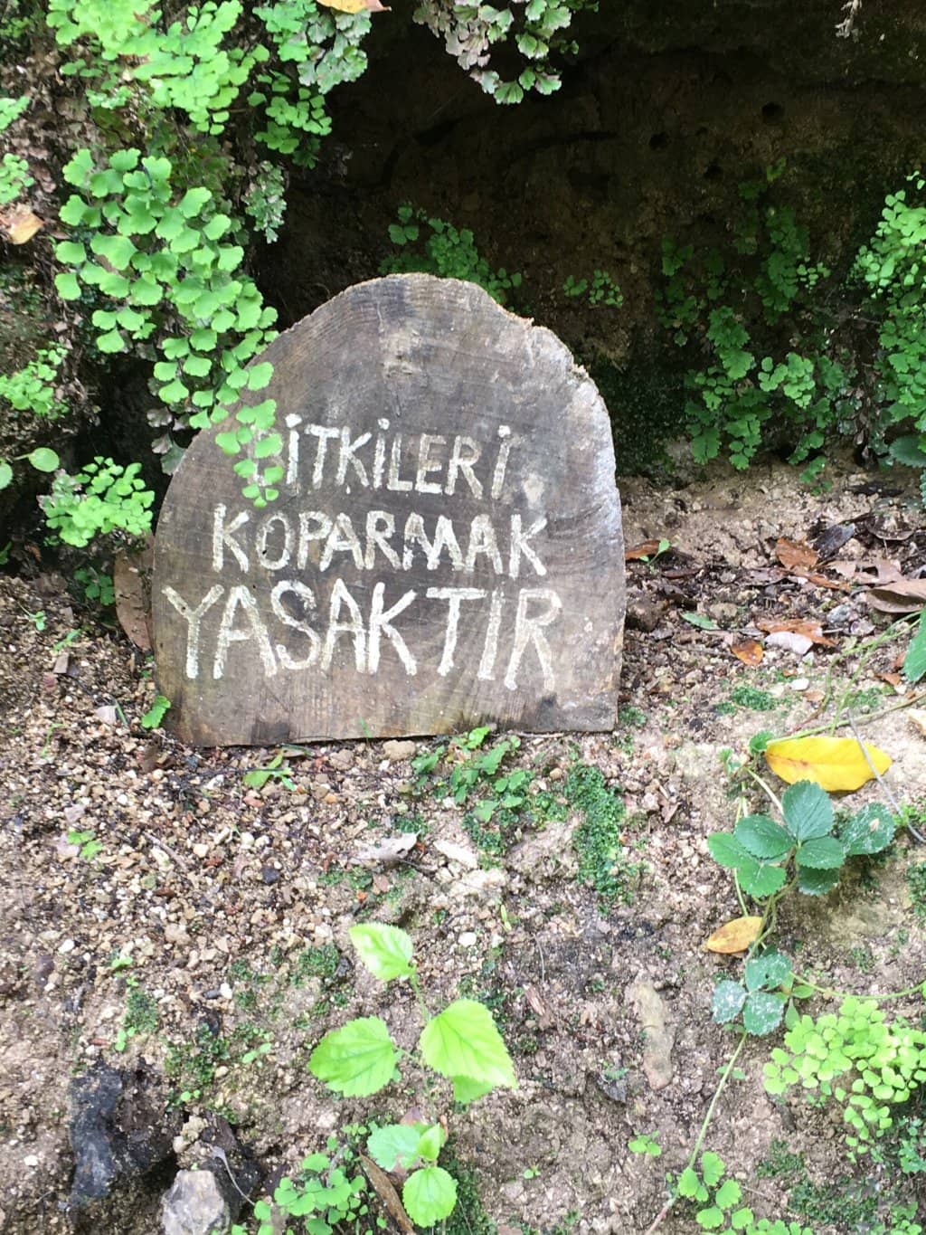 The Trek to the Falls