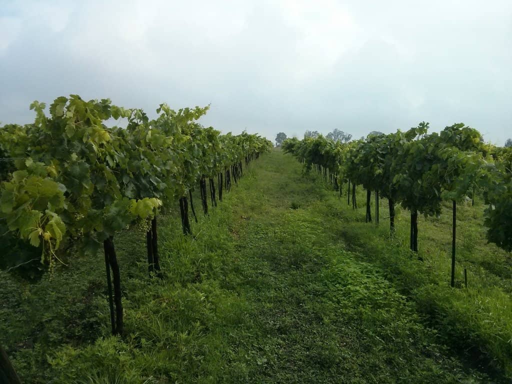 Organic Vineyard Tour