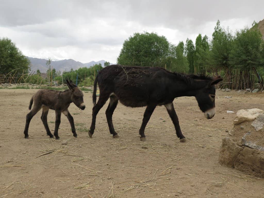 Meet the Donkeys