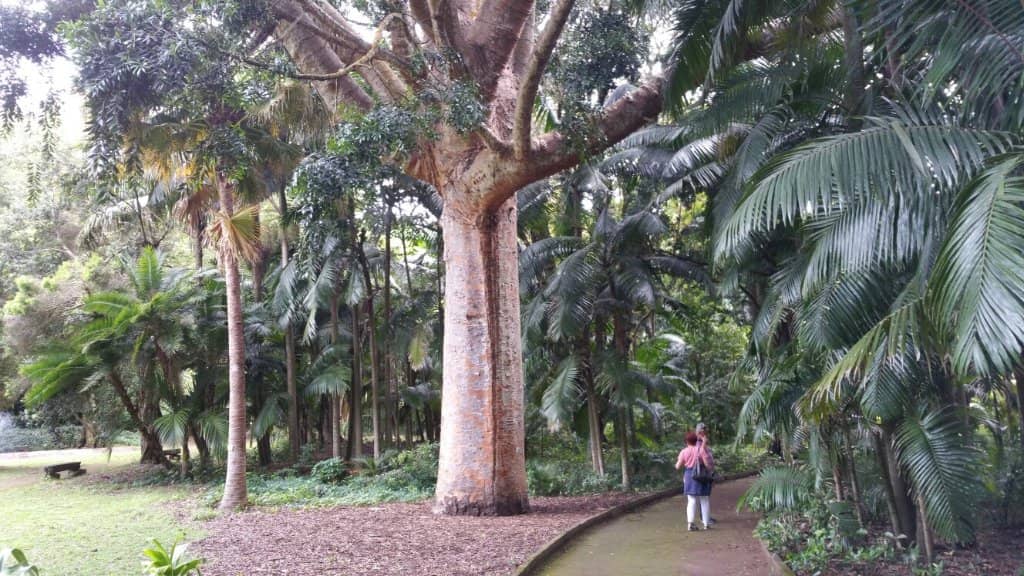 Towering Exotic Trees