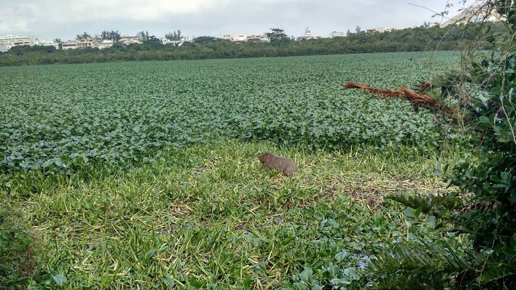 Children's Playground