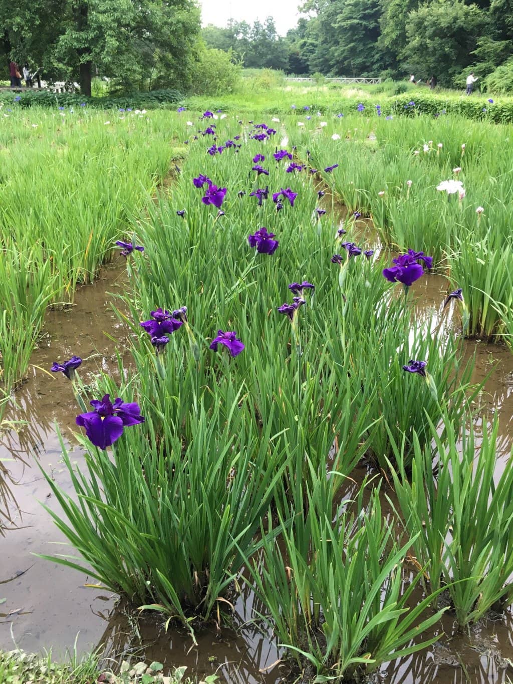 Vibrant Azalea Displays