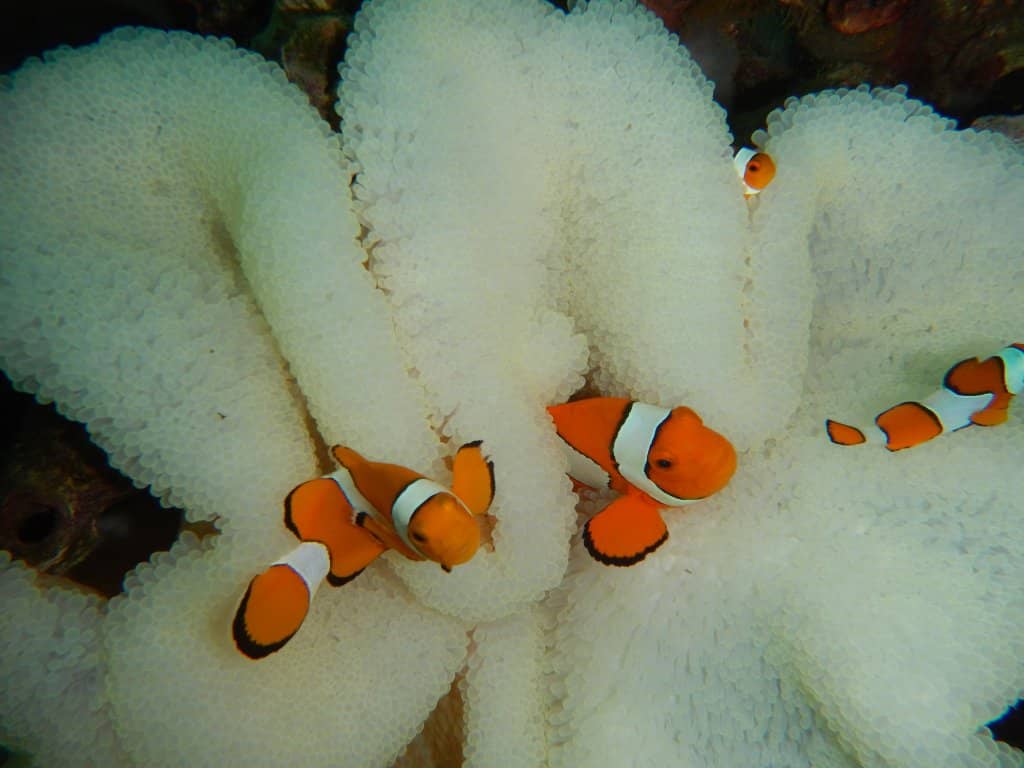 The Biorock Structures