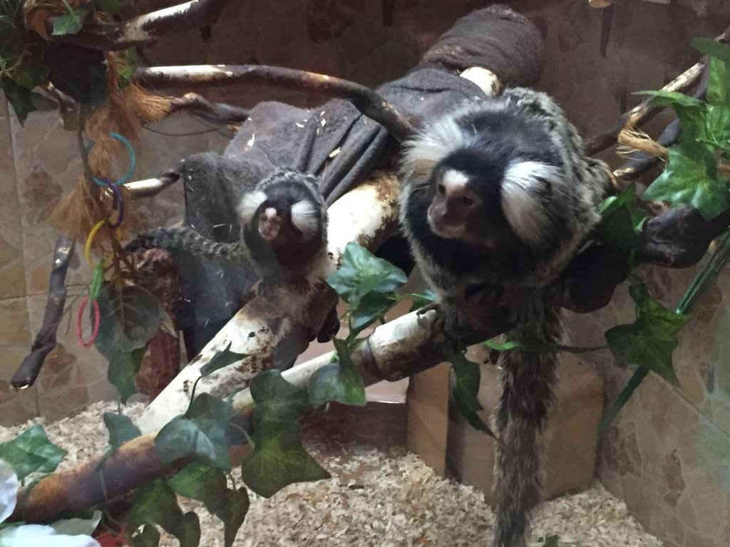 Diverse Aquatic Life