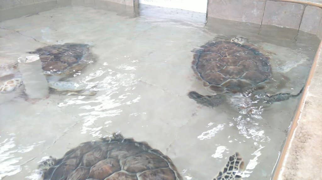 Feeding the Turtles