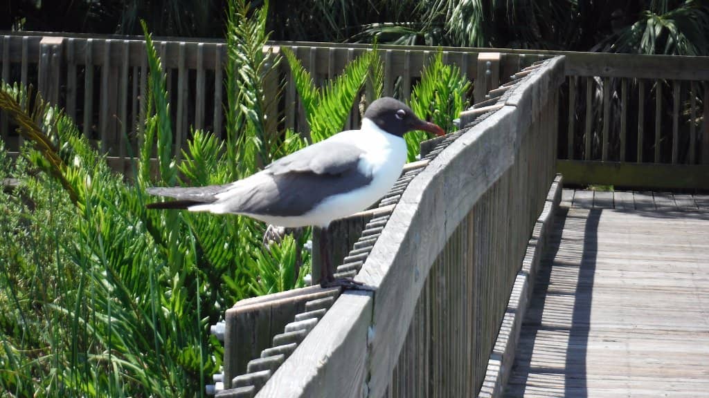 Playgrounds & Picnic Areas