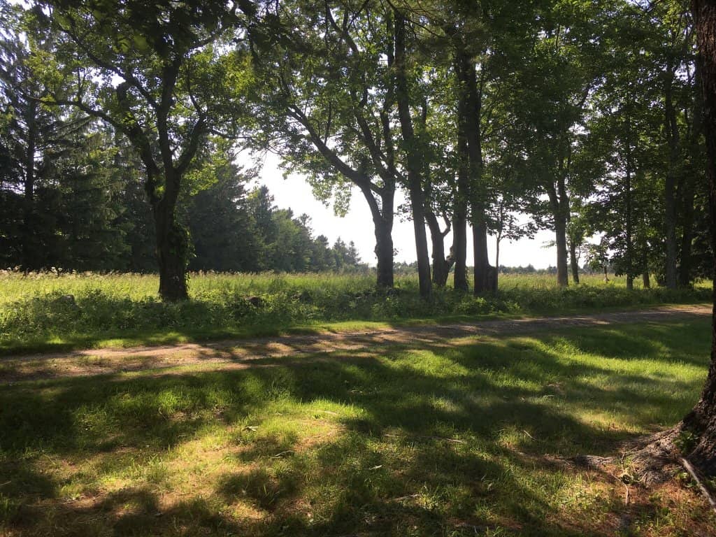 Picnic Meadows