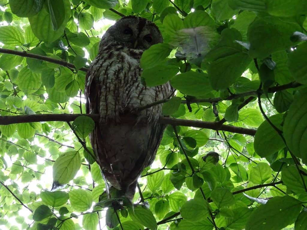 Seasonal Fruit Trees