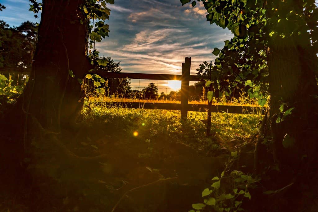 Springtime Wildflower Meadows