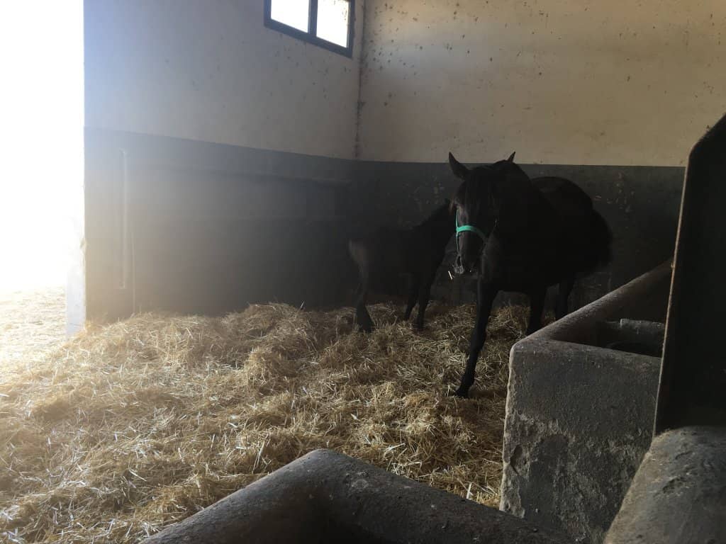 Historic Sherry Cellars