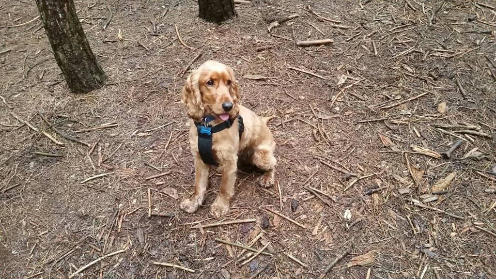 Go Ape Treetop Adventure