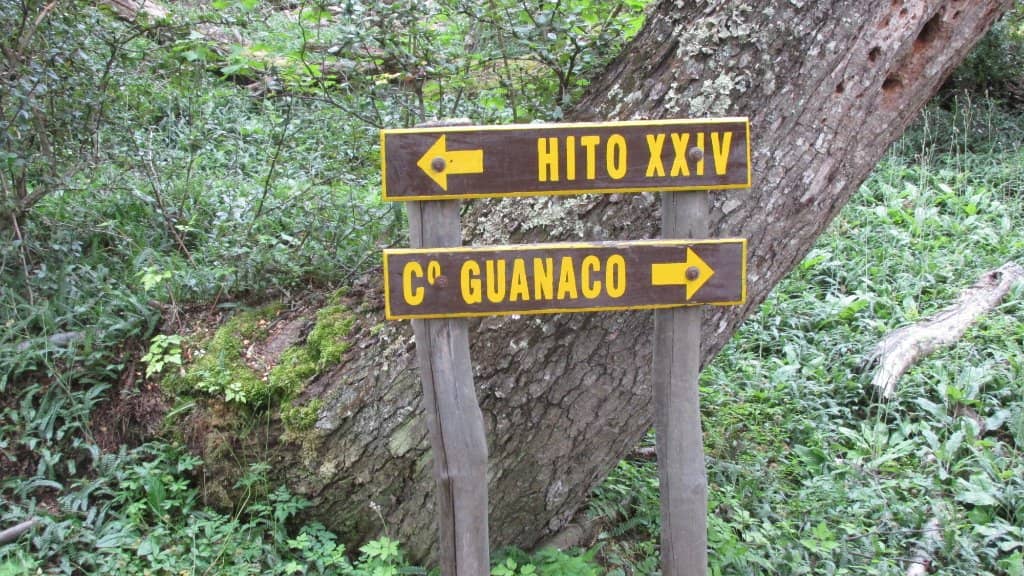 Guanaco Encounters