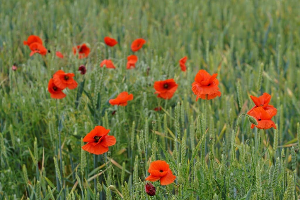 Panoramic Chalk Downland Views