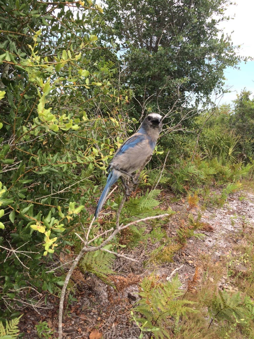 The 5-Mile Loop Trail