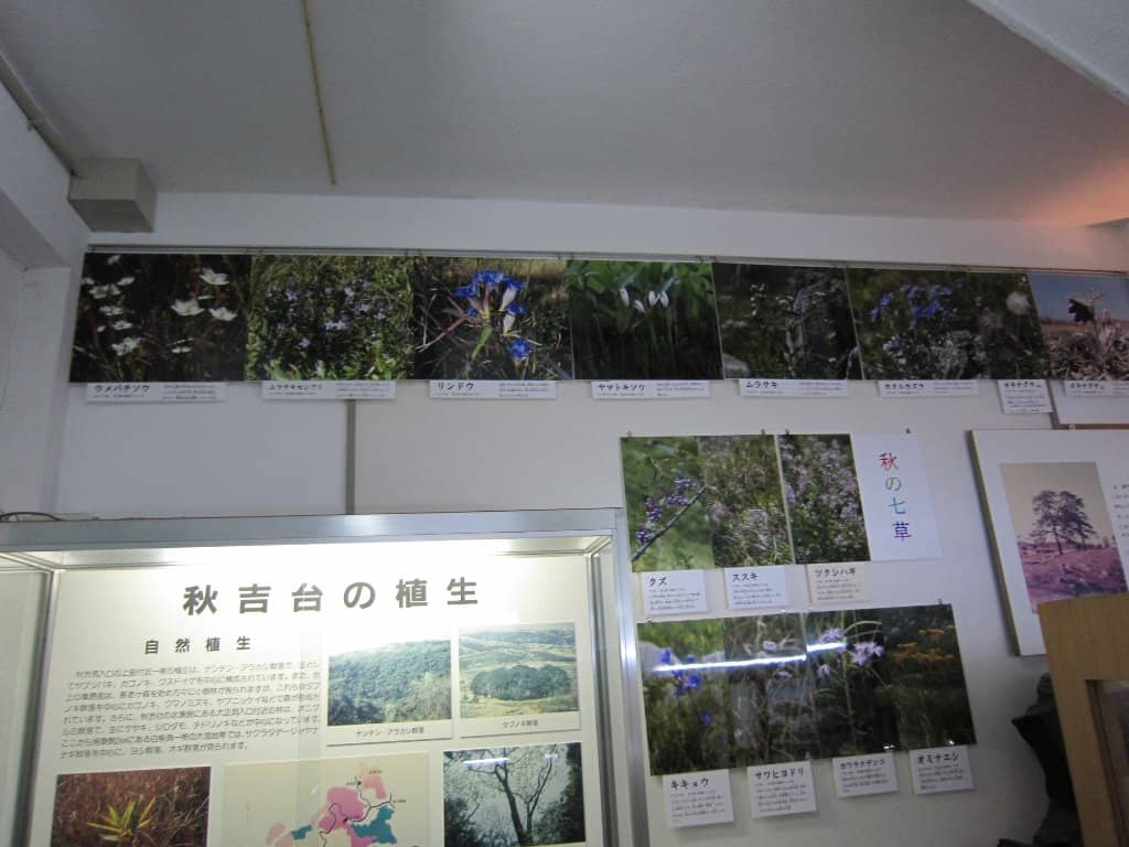 Local Ecosystem Displays