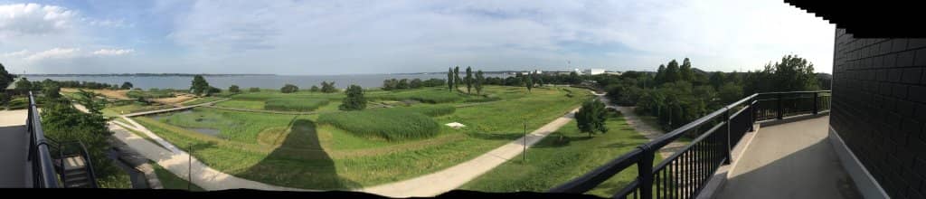 Vibrant Tulip Fields