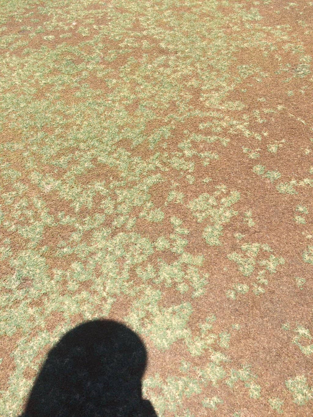 Immaculate Course Conditions