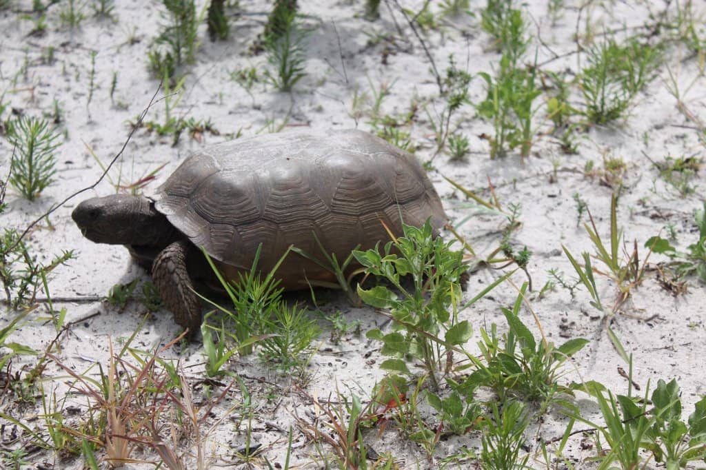 Loggerhead Marine Center