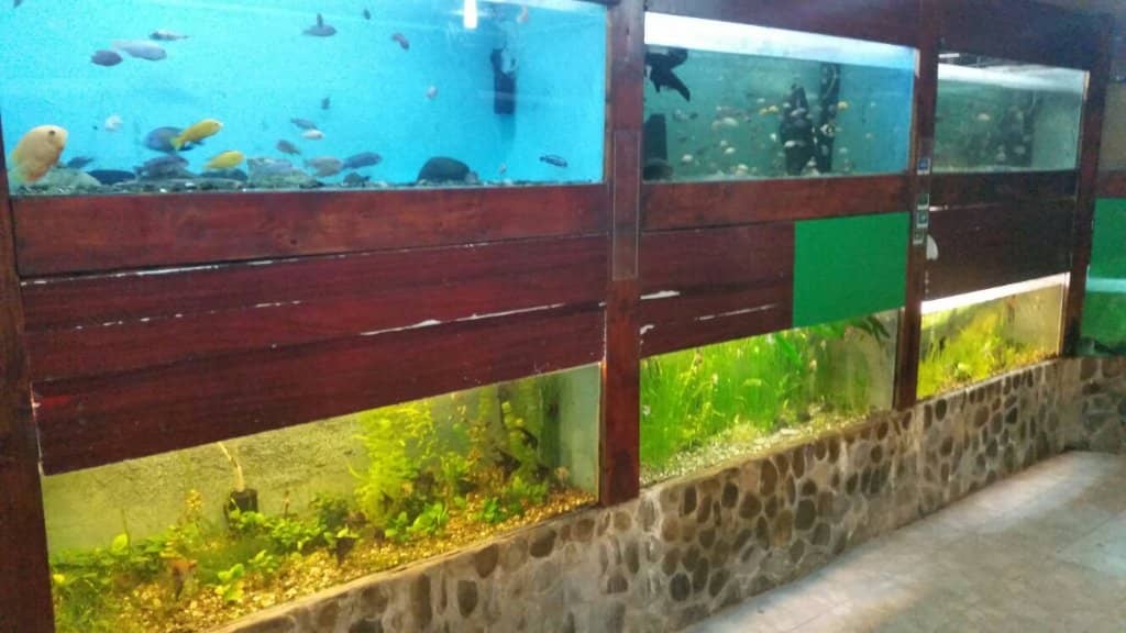 Leopard and Jaguar Enclosures