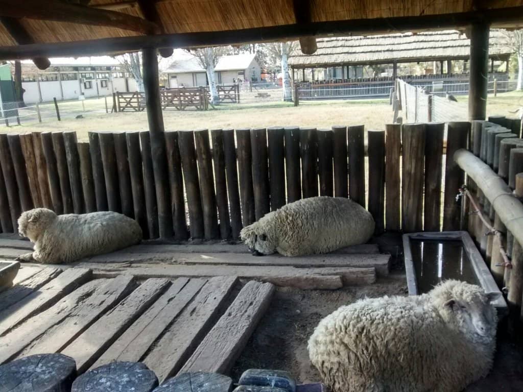 Farm Animals and Nature