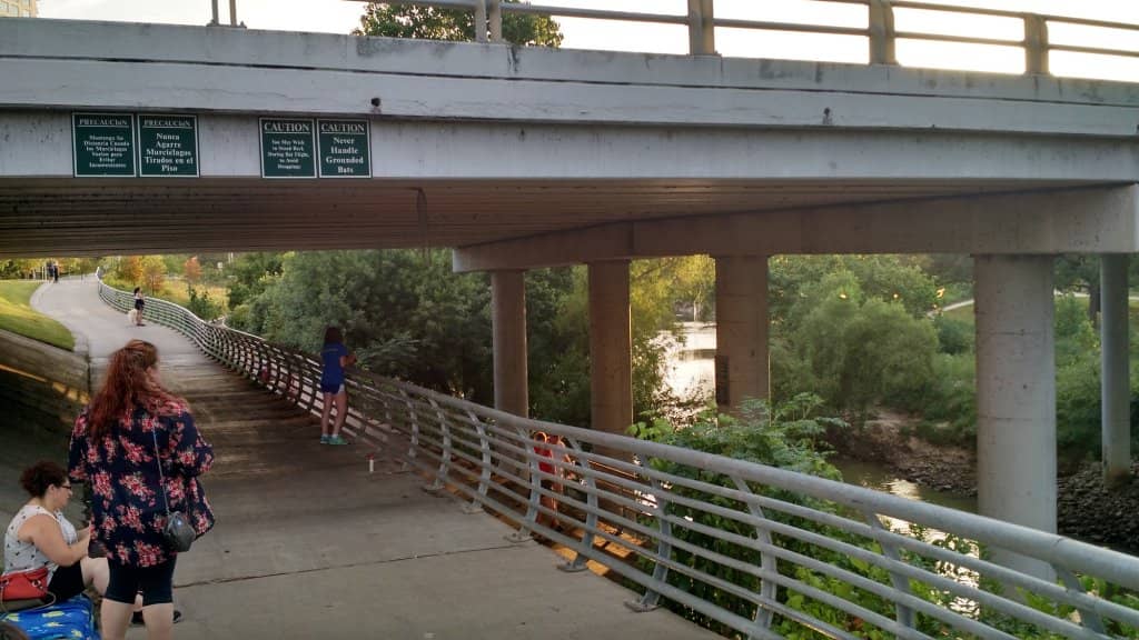 Sunset Bat Emergence