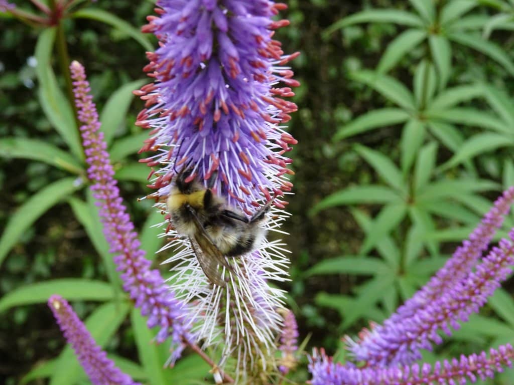 Farm Animal Enclosure