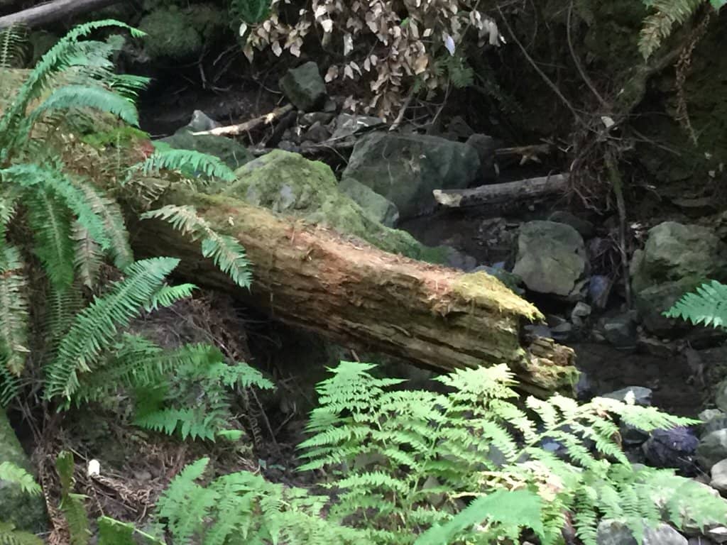 Cross Marin Trail